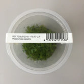 ADA 紅雨傘 Proserpinaca palustris IC403